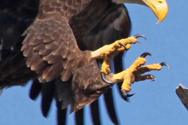Image result for images condors with talons